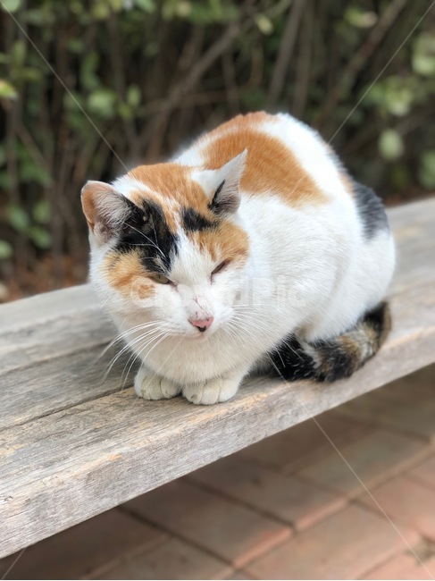 고양이,길고양이,낮잠,동물,벤치,cat,animal,동물,animal,포유류,mammal,고양이,cat,kitten,kitty