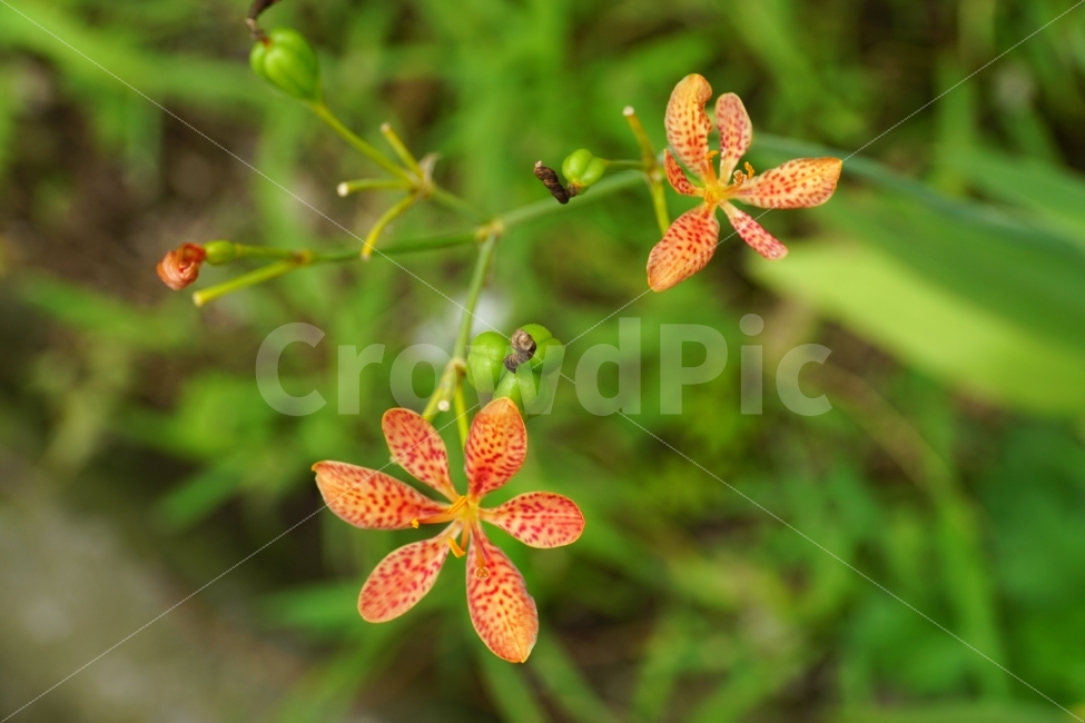 범부채꽃,꽃,플라워,식물,자연,flower,nature,한국자연,한국의자연,snap,snapshot,스냅,스냅사진,스넵,스넵사진,풍경,landscape,plant,plants,꽃사진,식물,자연,plants,nature,꽃,flower
