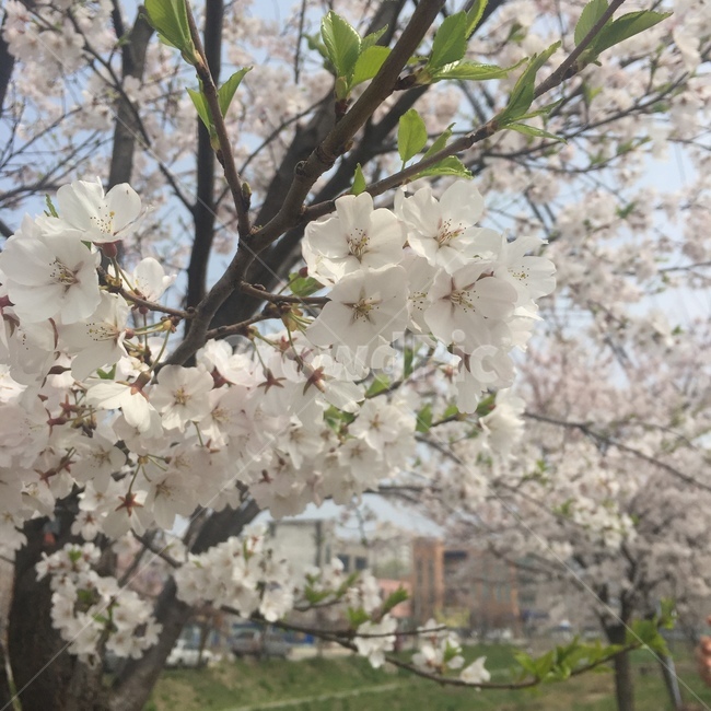 벚꽃,꽃,cherryblossom,flowers,sakura,봄꽃,봄,계절,spring,season,식물,자연,plants,nature,꽃,flower,plant,blossom