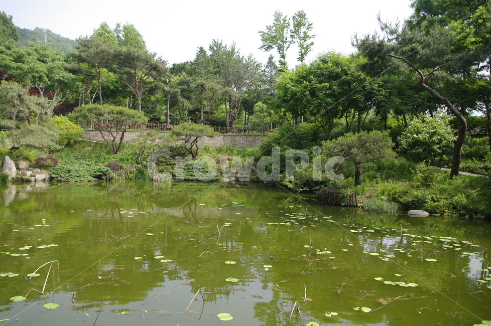숲,초록,나무,잎,꽃,flower,식물,plant,계절,봄,spring,수생식물,연못,자연,풍경,nature,landscape,outdoors,옥외,land,땅,water,물
