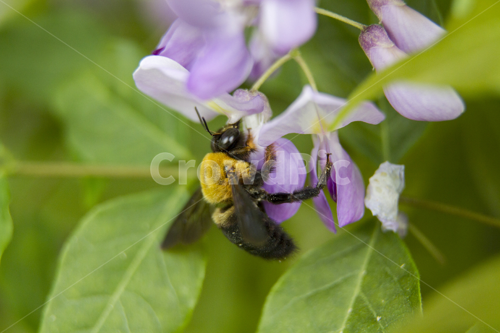 봄,배경,호박벌,꽃,자연,녹색,곤충,동물,근접촬영,야외,낮,flower,nature,green,insect,animal,closeup,outdoors,daylight,carpenterbee,bombusignitus,식물,자연,plants,nature,꽃,flower,동물,animal,곤충,벌레,insect,bug