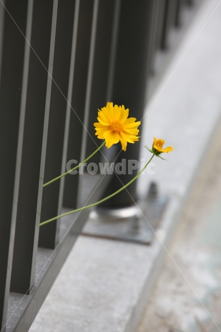 구절초,꽃,노랑,안녕,식물,식물,자연,plants,nature,꽃,flower