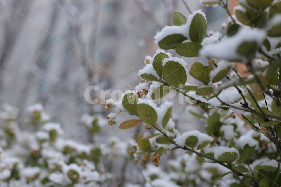 눈,겨울,눈오는날,크리스마스,snow,winter,식물,plant,christmas,야외,겨울,계절,winter,season