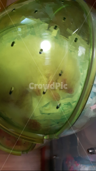 golden hamster,hamster cage,Hamster supplies,white hamster,Hamster soles,sleeping hamster