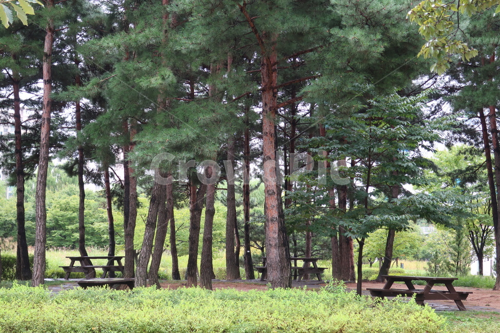 서울,창포원,식물원,도시,공원,습지,조성,숲,산책,산책로,자연,풍경,nature,landscape,tree,나무,plant,식물