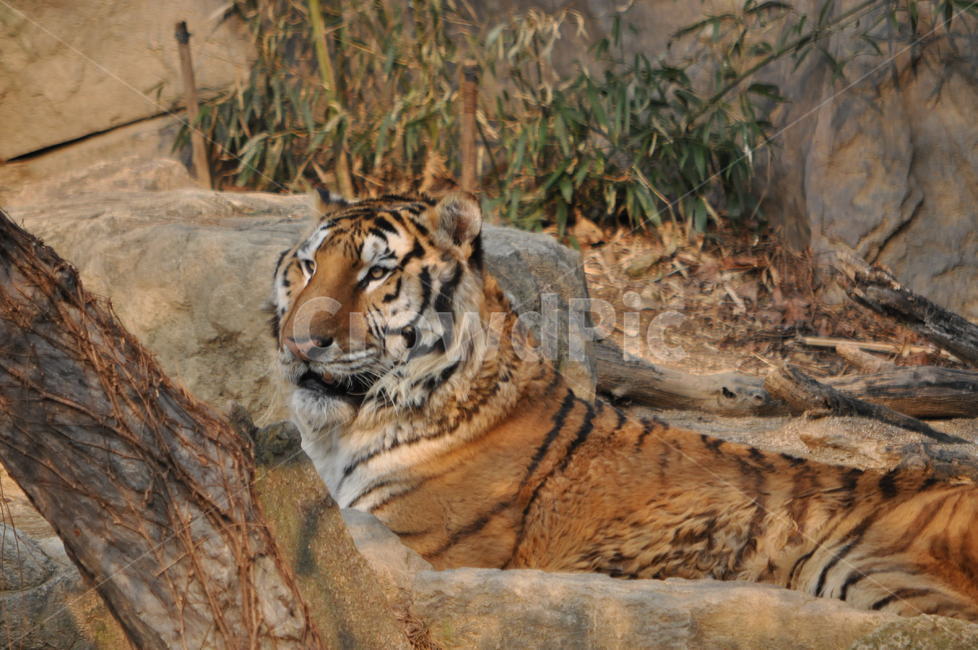 tiger,호랑이,animal,동물,포유류,wildlife,야생생물,동물,animal,포유류,mammal