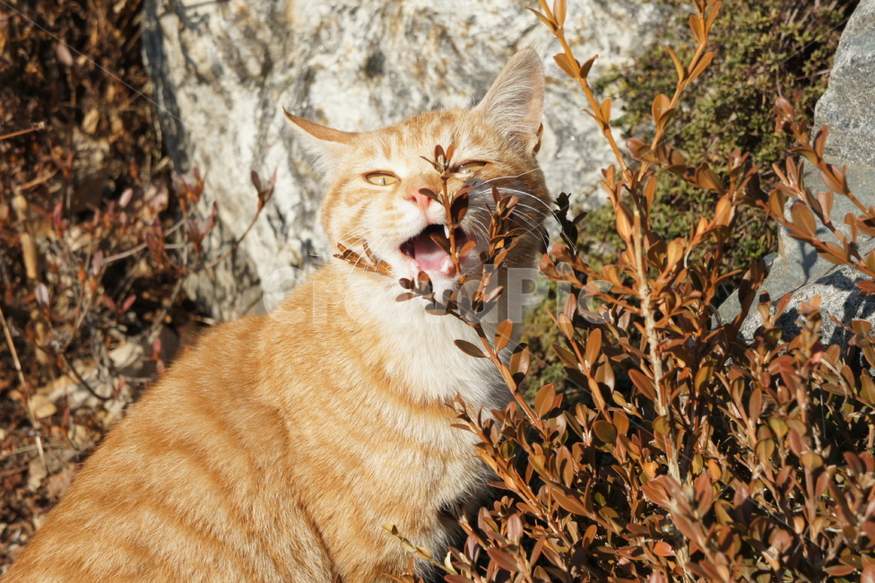 고양이,cat,길고양이,이빨,햇빛,straycat,sunshine,fur,animal,동물,teeth