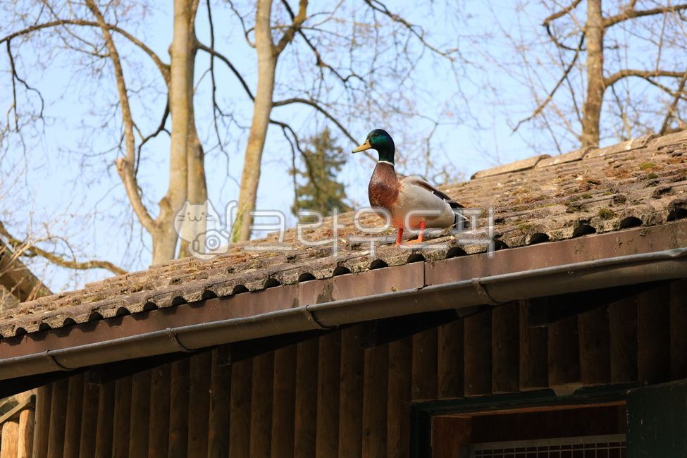청둥우리,수컷,오리,mallard,수컷오리,duck,animal,새,bird,동물,roof,지붕