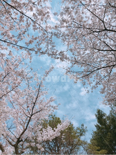 벚꽃,벚꽃나무,봄,봄꽃,하늘,봄하늘