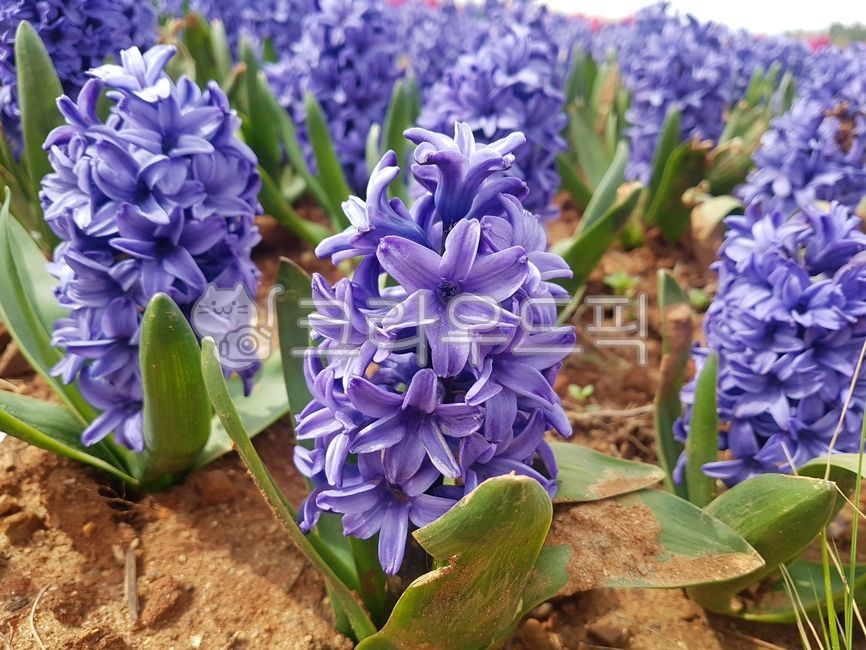 꽃,히아신스,식물,보라색꽃,hyacinth,flower,blossom,plant