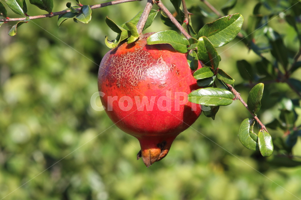 석류,열매,과일,식물,pomegranate,식물,자연,plants,nature,과일,열매,fruit