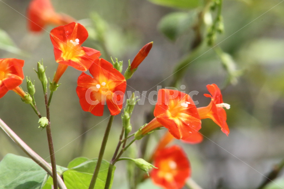 둥근잎유홍초,능조라,꽃,식물,smallredmorningglory,유홍초,식물,자연,plants,nature,꽃,flower