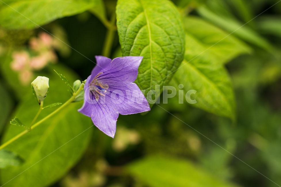 꽃,보라색,퍼플,flower,purple,green,spring,plant,geranium,blossom,제라늄