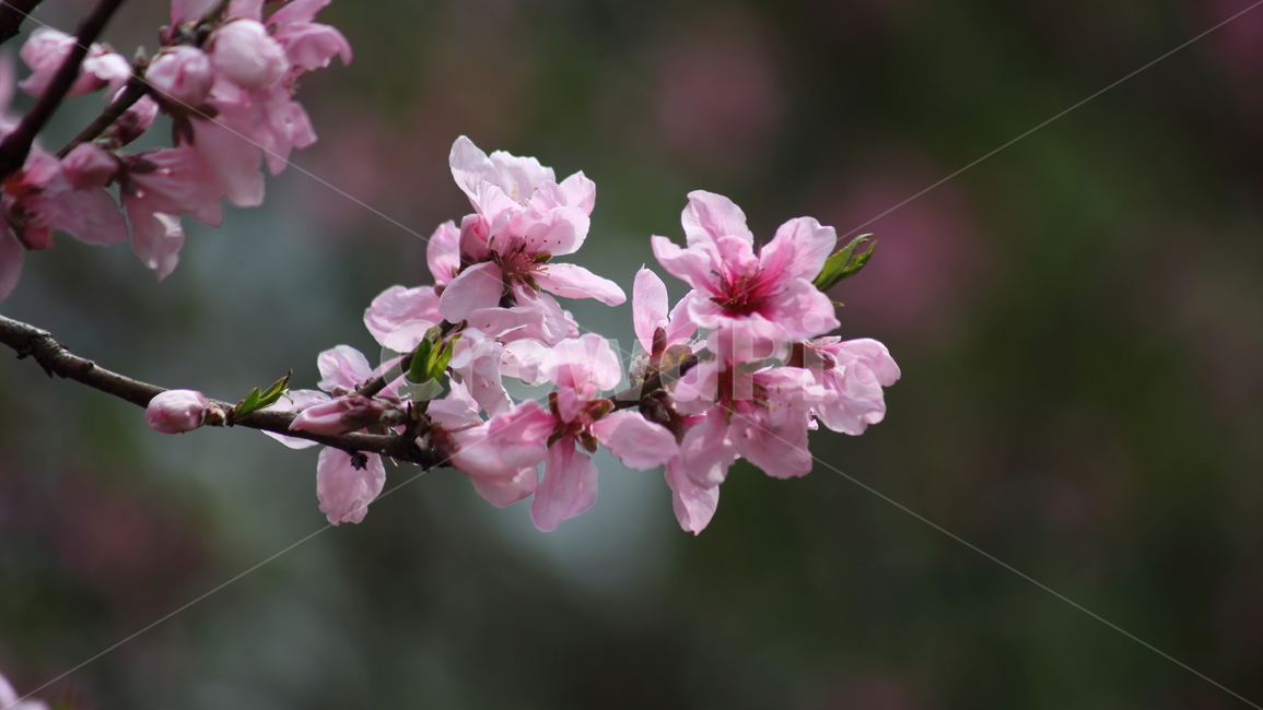 복사꽃,복숭아나무,봄,꽃,peach