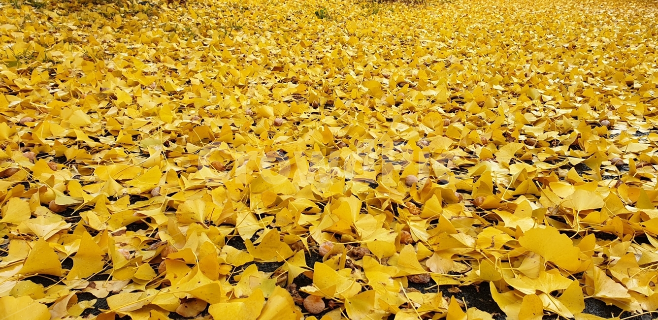 plant,식물,leaf,잎,ground,바닥,가을,계절,fall,autumn,season