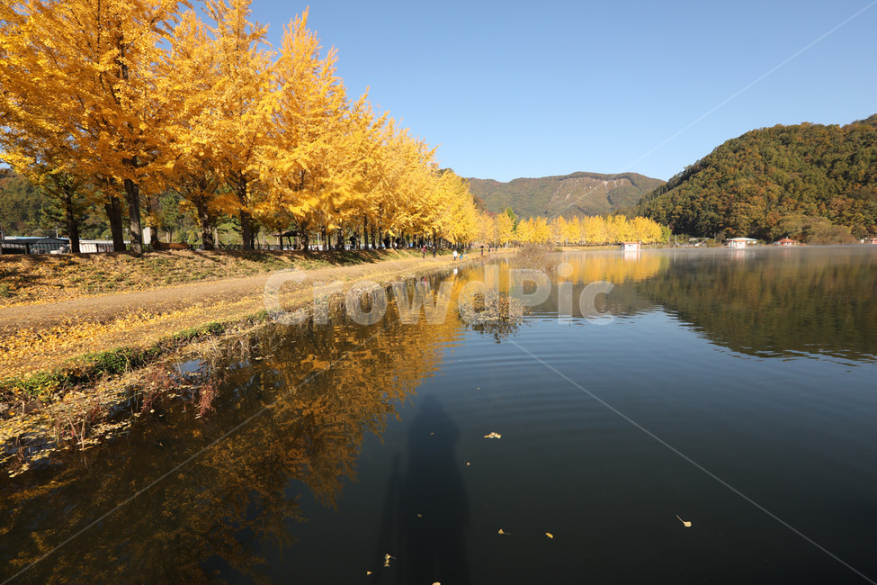 은행나무,반사,단풍,나무,물,가을,계절,fall,autumn,season,자연,풍경,nature,landscape,water,outdoors,옥외