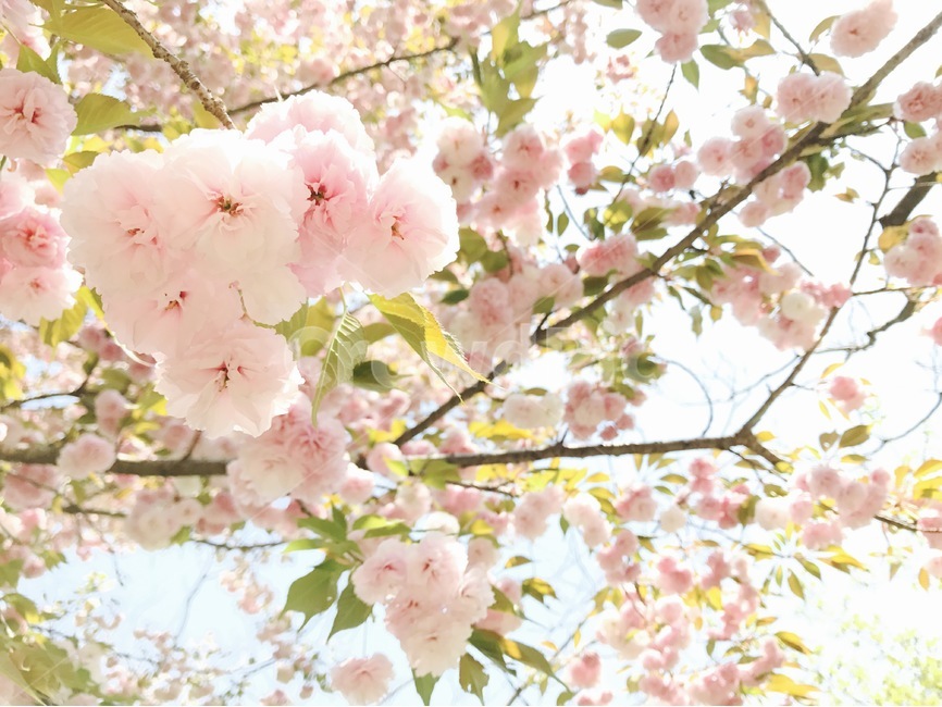 벚꽃,봄,꽃,겹벚꽃,꽃사진,봄,계절,spring,season,식물,자연,plants,nature,꽃,flower,감성,sensible,feeling,plant,blossom