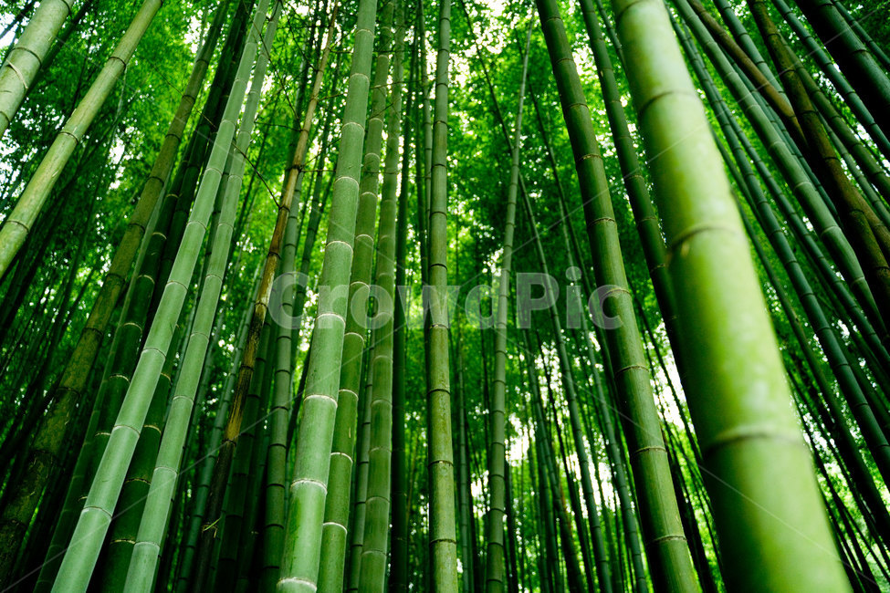 대나무,대나무숲,초록,background,여름,보성,자연,nature,풍경,바람,식물,자연,plants,nature,나무,trees,wood