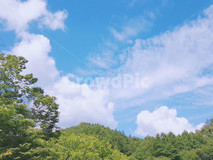 하늘,나무,숲,산,여름,풍경,구름