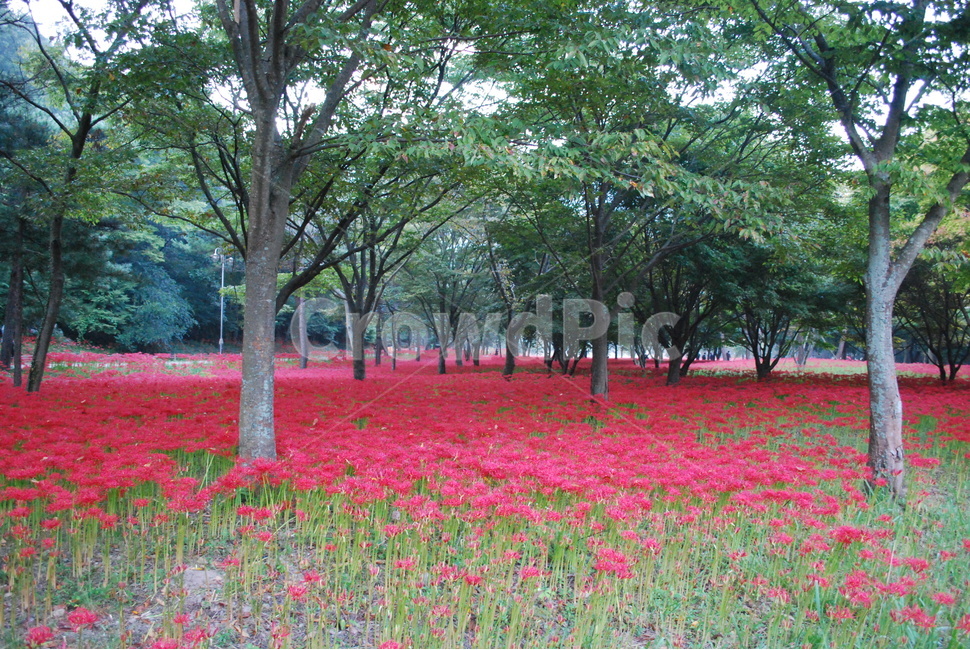 영광,불갑사,꽃무룻,상사화,꽃무릇축제,자연,풍경,nature,landscape,식물,plants,꽃,flower,tree,나무,plant