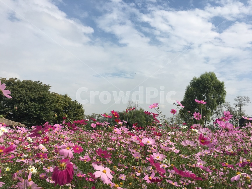 꽃,식물,flower,plant,공원,가을,계절,fall,autumn,season,blossom,geranium,제라늄