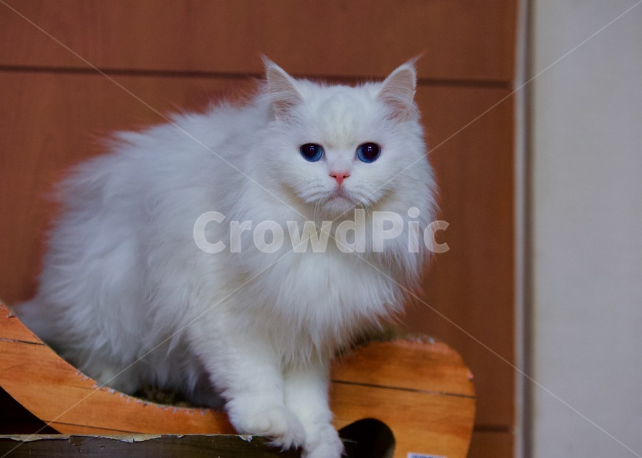 고양이,냐옹이,야옹이,cats,냐옹,cat,냥냥,냥냥펀치,animal,터키쉬앙고라,반려묘,애완묘,동물,animal,포유류,mammal,고양이,cat,kitten,kitty
