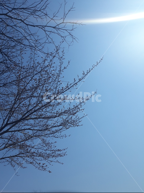 나뭇가지,하늘,자연,nature,맑은하늘