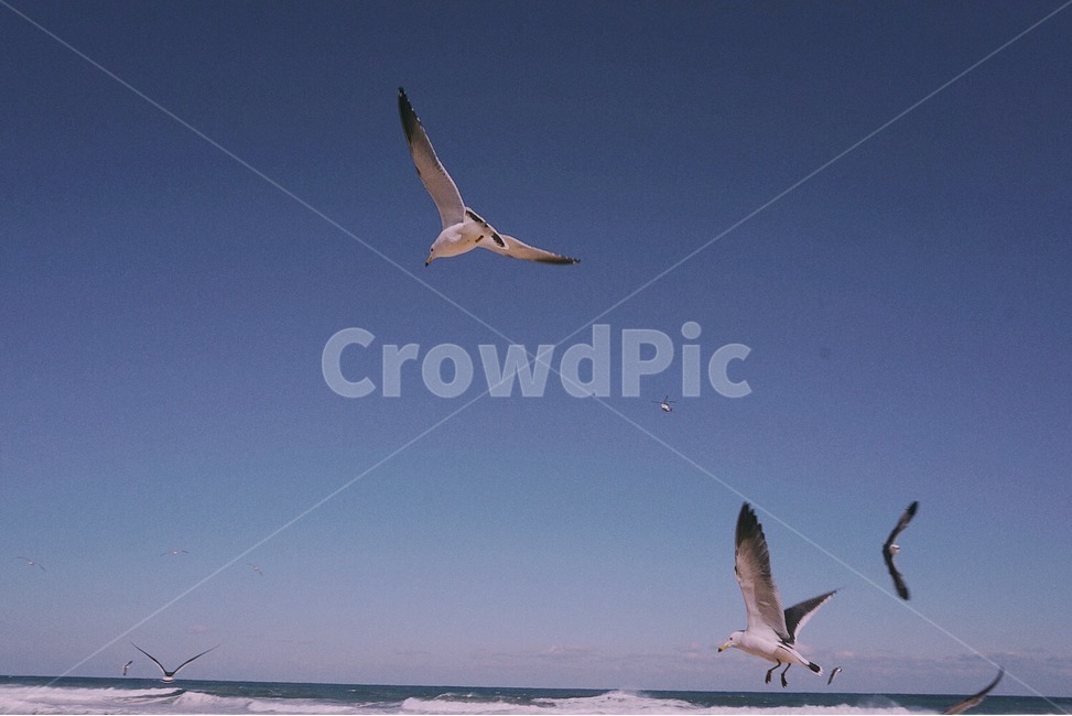 강릉,해변,바다,새,갈매기,여행,자연,풍경,nature,landscape,동물,animal,조류,새,birds,flying,나는,bird