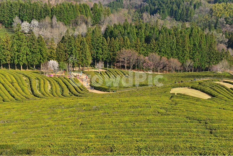 outdoors,옥외,nature,자연,rural,농촌,plant,식물,tree,나무,보성,대한다원,다원,녹차밭,녹차,녹차잎,농업,농경,농사,경작,목련,대한다원목련