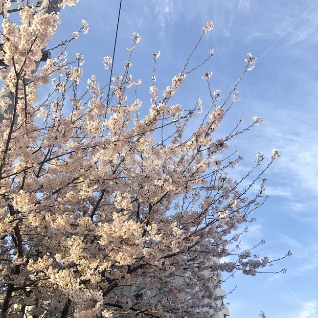봄,벚꽃,설렘,따뜻함,하늘,사랑