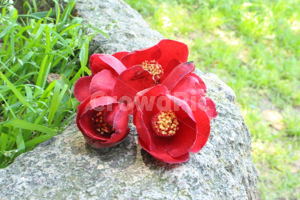 꽃,동백꽃,빨간색,봄꽃,flower
