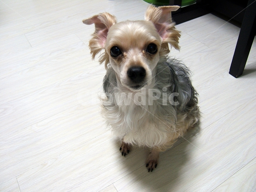 강아지,애견,개,요크셔테리어,애완견,동물,반려견,동물복지,동물,animal,포유류,mammal,개,강아지,dog,doggy