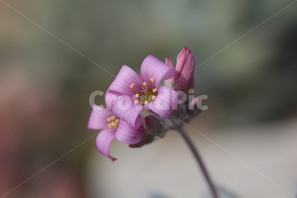 백운모,환상,미모,정교함,용인,식물,자연,plants,nature,꽃,flower