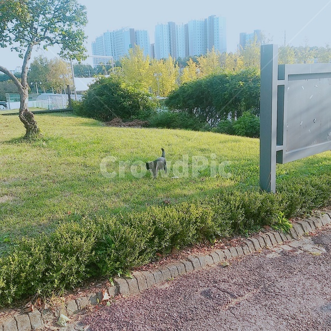 잔디,길고양이,고양이,grass,자연