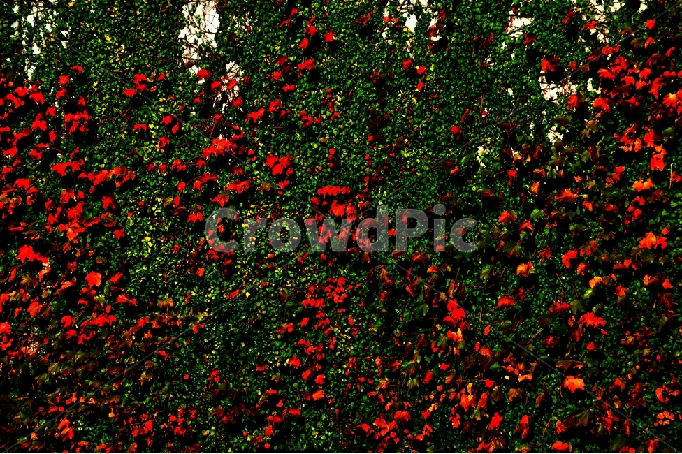 가공사진,담벼락,담쟁이,녹색,빨간색,풍경,자연,식물,자연,plants,nature