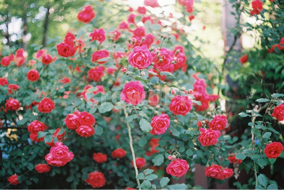 장미,장미꽃,꽃,rose,flower,roses,빨간색,color,red,식물,자연,plants,nature,꽃,flower