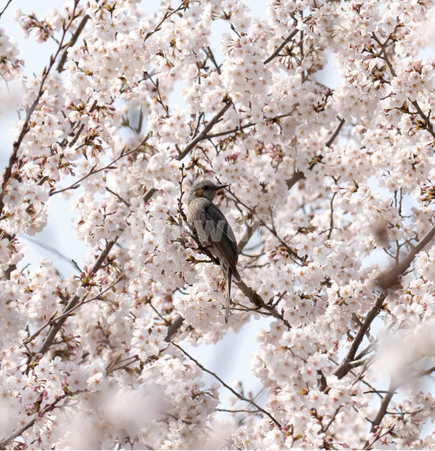 벚꽃,봄,사쿠라,벚꽃나무,꽃,봄꽃,봄,계절,spring,season,동물,animal,조류,새,birds,plant,식물,bird,flower,blossom,cherry blossom