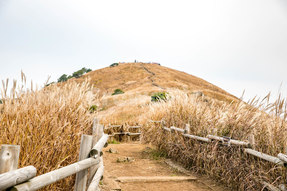 blue sky,scenery,summit,fluttering,fall,autumn reeds,silver grass,season,mountain scenery,sky,Mt Mindungsan,nature,festival,fall breeze,hiking,silver grass field,autumn,autumn mountain,silver grass festival,fall sky,landscape,wind,Korean nature Scenery