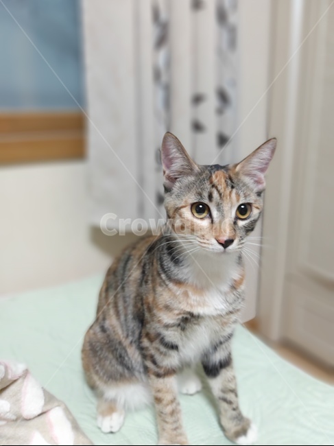 pet,애완동물,cat,동물,animal,포유류,mammal,고양이,동물,animal,포유류,mammal,고양이,cat,kitten,kitty