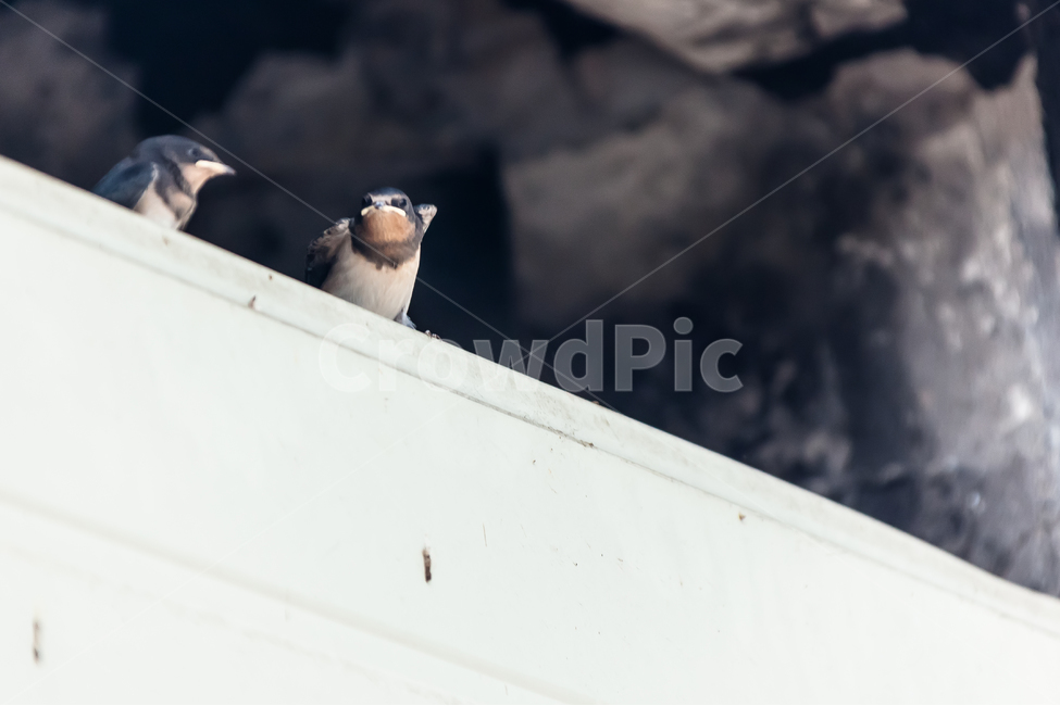 제비,조류,새,환경,야생,날개,동물,animal,조류,새,birds