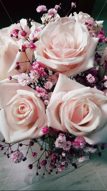 꽃,장미,rose,plant,flower,blossom,핑크장미,장미꽃,꽃다발