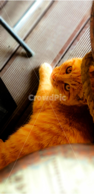 고양이,가족,호기심,감성,cat,family,serious,cute