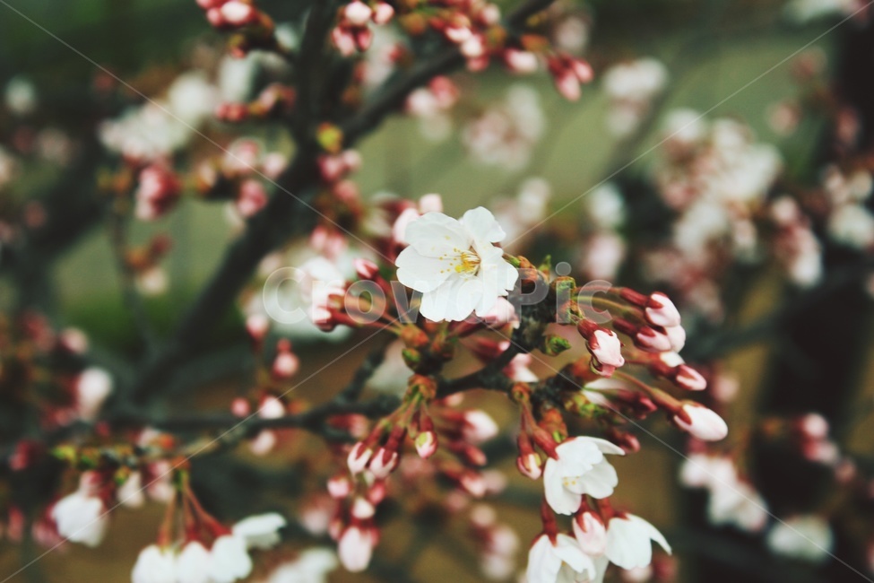 plant,식물,봄,벚꽃,야외,식물,자연,plants,nature,꽃,flower