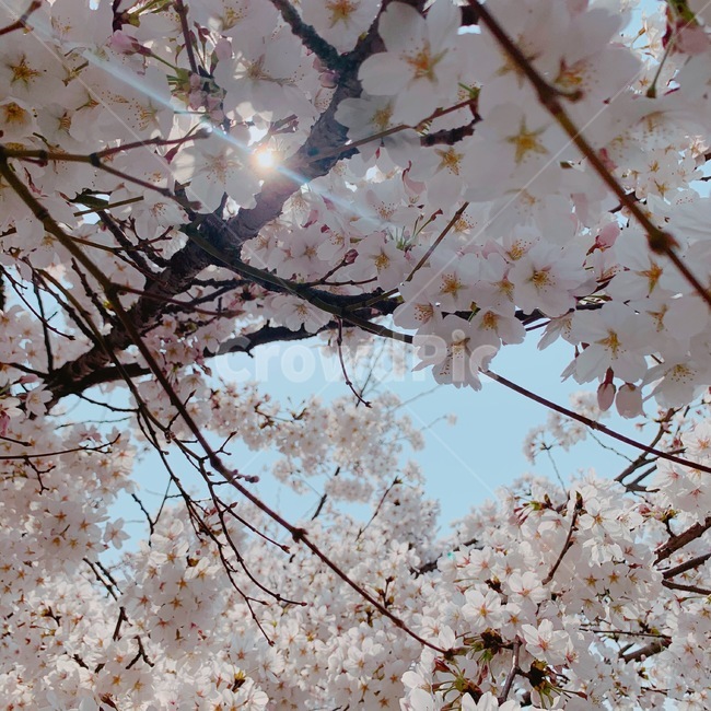 벚꽃축제,벚꽃,벚나무,blossom,cherryblossom,봄