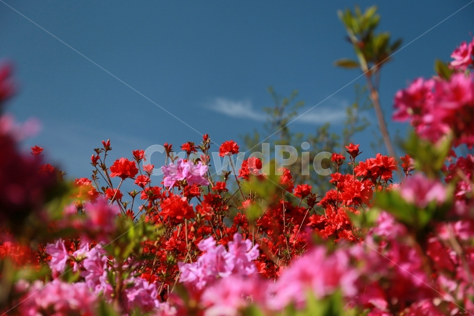 blossom,꽃,flower,plant,식물,철쭉,식물,자연,plants,nature,꽃,flower
