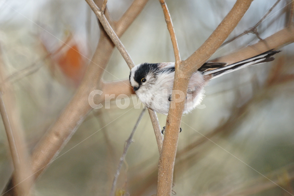 small,in the woods,tree branch,bird,yellow border eyes,Concave eyes
