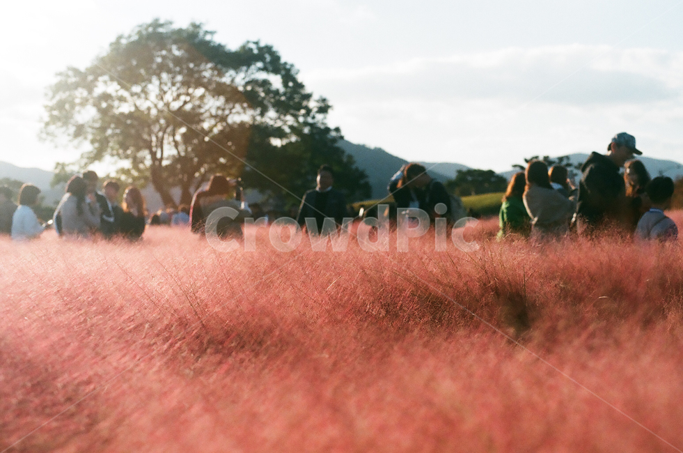 핑크뮬리,꽃,꽃밭,flower,flowers,핑크,색감,색,식물,plants,가을,계절,fall,autumn,season,자연,풍경,nature,감성,감성사진,빈티지,아날로그,필름,필름사진,필름카메라,film,filmcamera,sensible,feeling
