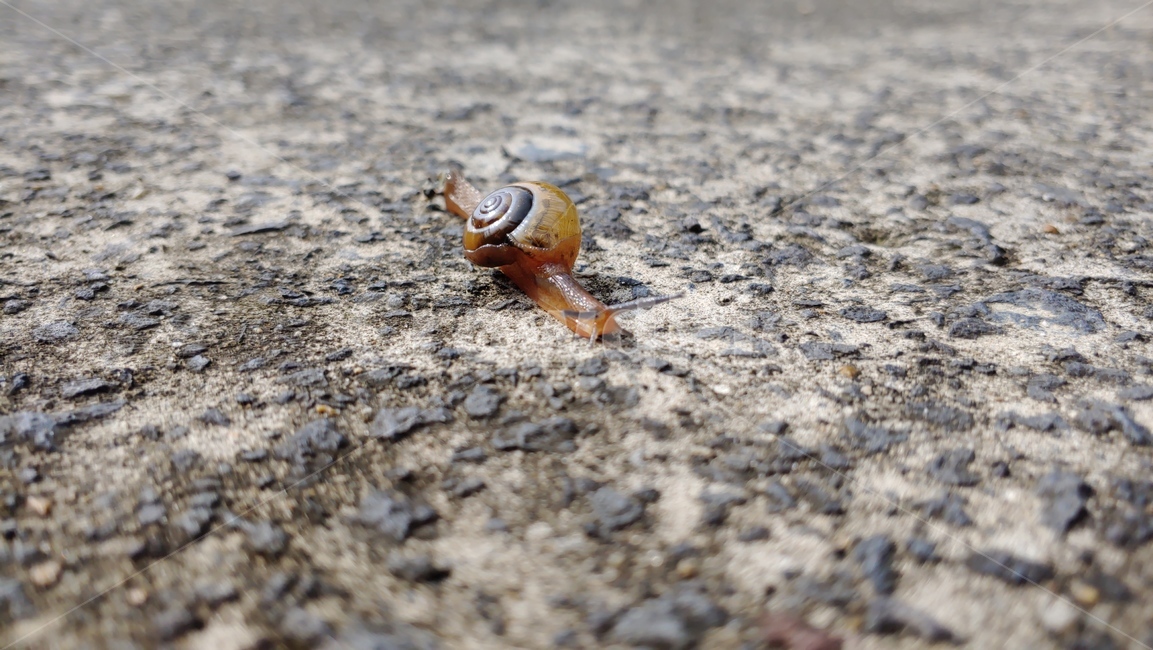달팽이,snail,caracol,улитка,蝸牛