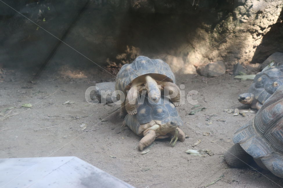 해양생물,turtle,동물,animal,거북이,짝찟기,동물,animal,파충류,양서류,reptile,amphibian