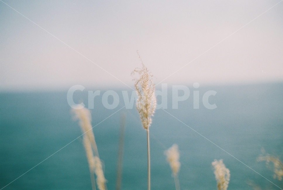 필름사진,여행,거제도,지심도,바다,감성사진,식물,자연,plants,nature,감성,sensible,feeling